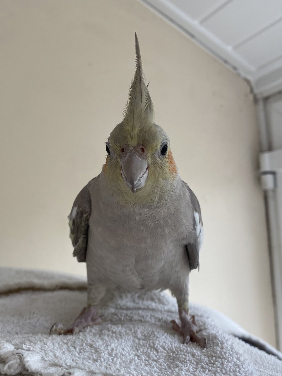 Freddie The Tiel tweet media
