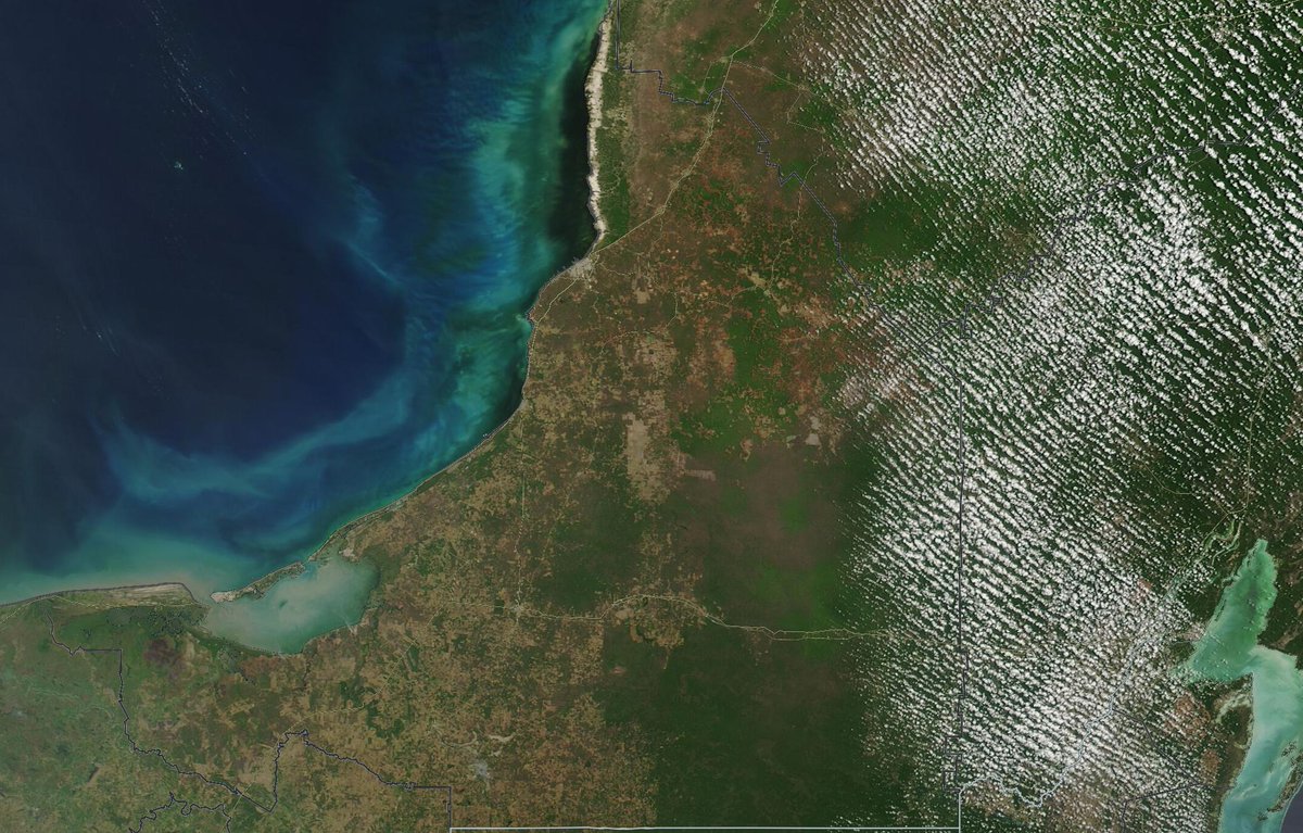 Pandita rojo 🐳 tweet media