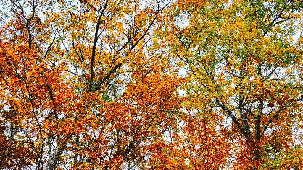 Happy Sunday Everyone! ❤️🍂