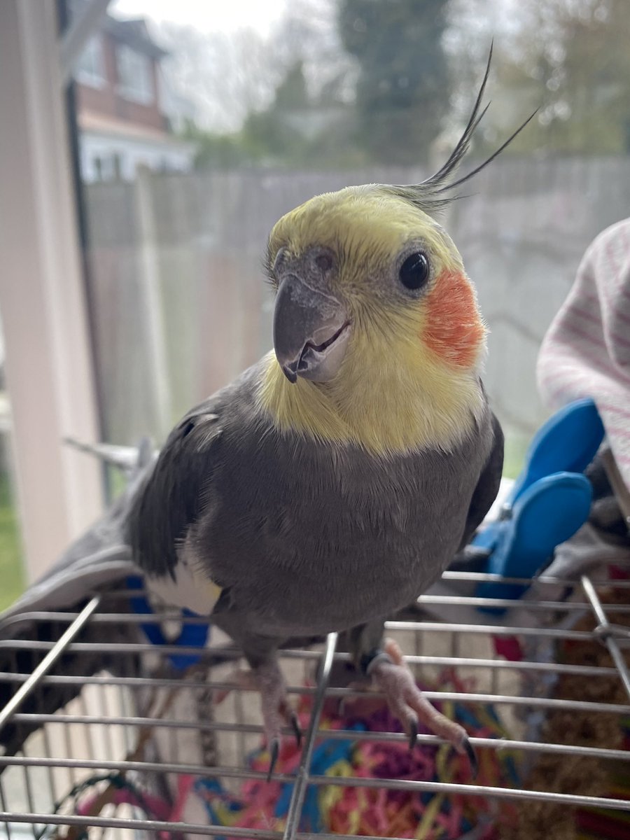 Freddie The Tiel tweet media