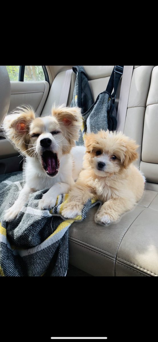 _LaotianQueen_'s tweet photo. Heaven gained a beautiful angel this morning. I love you Rosco, you were always my favorite boy. After fighting so hard, I gave you your last bath last night and you were finally able to rest. My heart aches.. RIP my little angel. 🤍🐾 https://t.co/SU9ZjALsqy