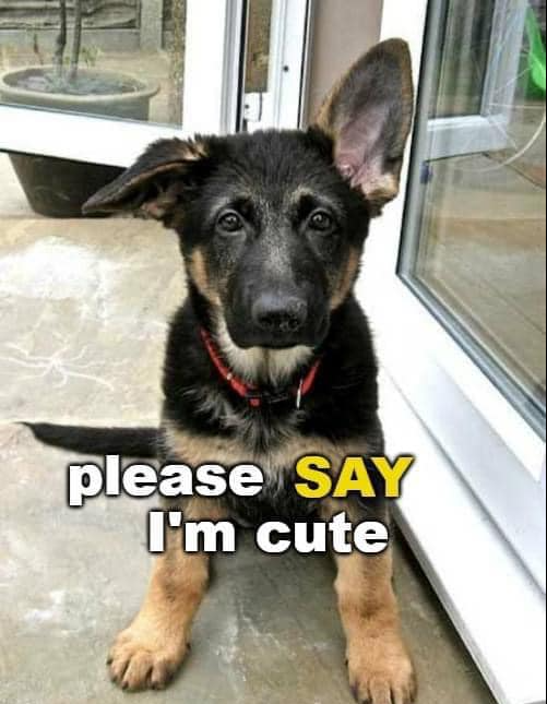 Best in Dogs tweet media