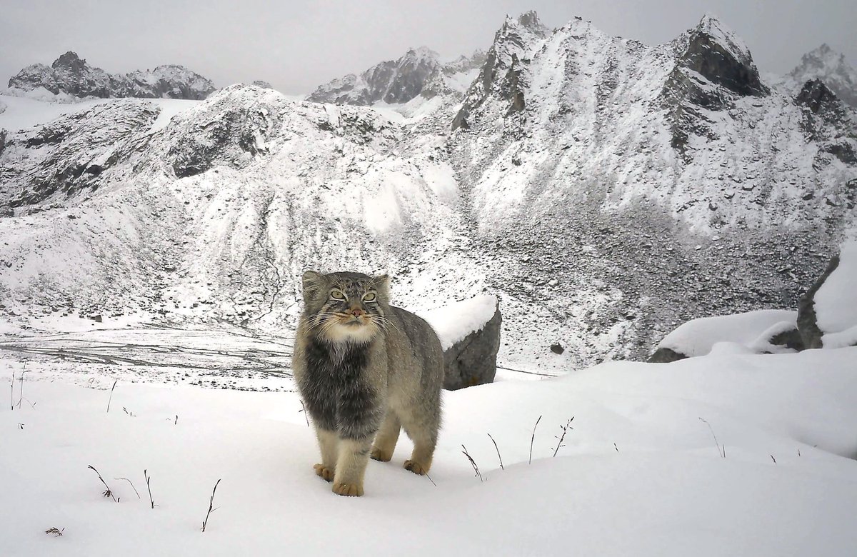 VagrantTravels's tweet photo. Pallas cat - Eastern Himalayas https://t.co/hN7izFxjCT