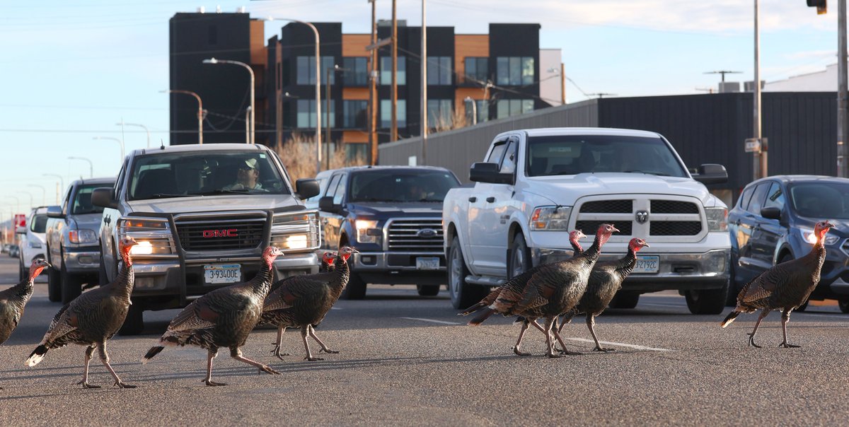 A flock of wild turkeys block 1st Avenue North in downtown Billings, Montana on Sunday.