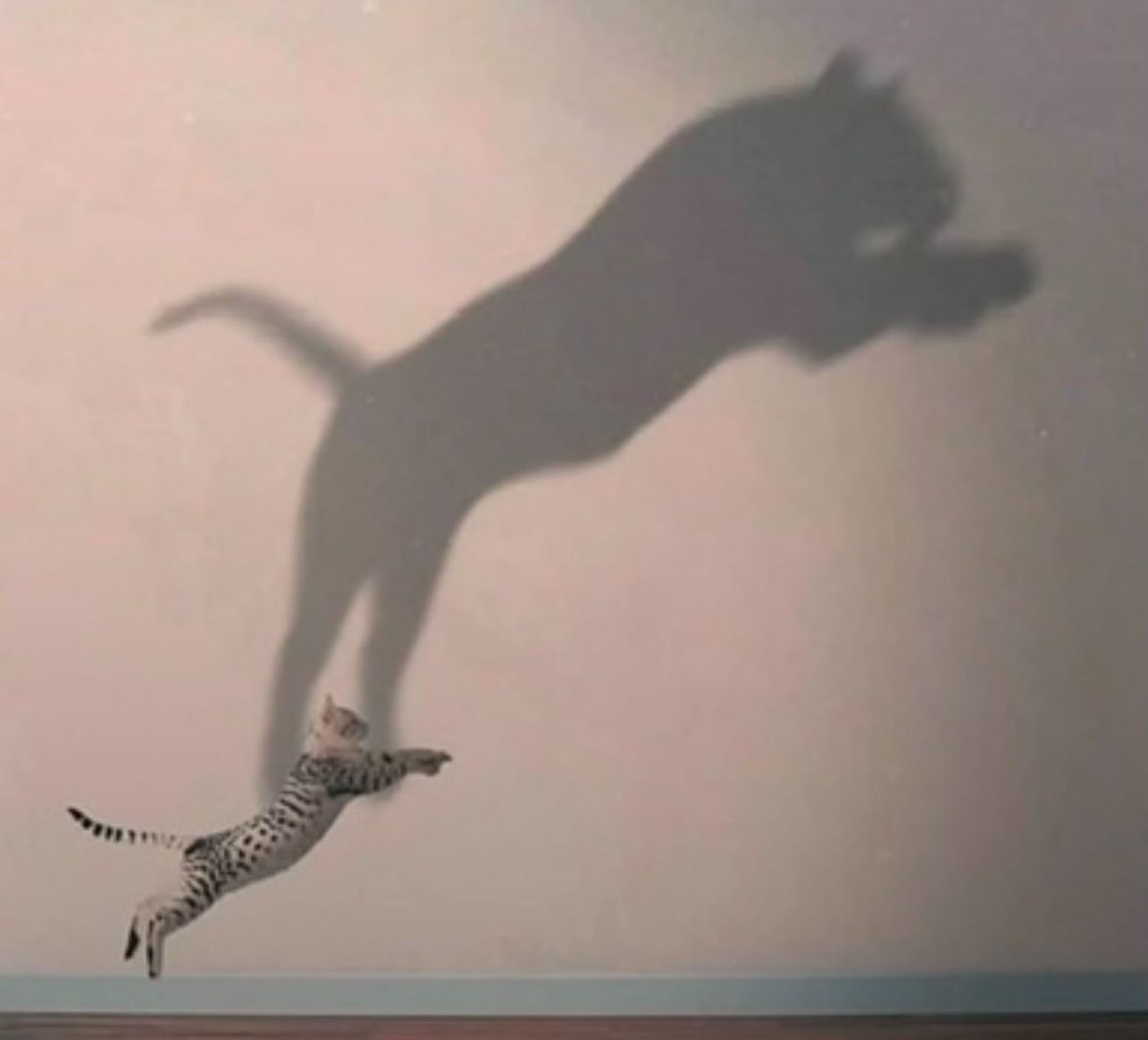 Nice try… still cute 😁