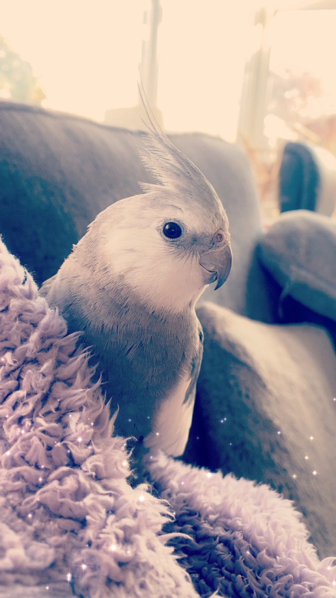 Freddie The Tiel tweet media