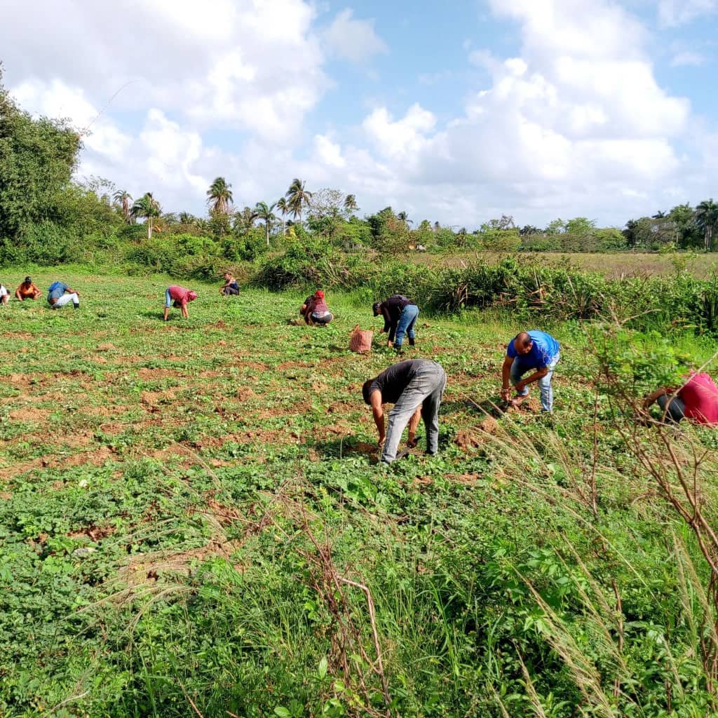 Colina_CTCuba's tweet image. En el amanecer de la Revolución, cuando aún los guerrilleros bajados de la Sierra no se habían sacudido el cansancio de la guerra, el #Che promovía con su ejemplo personal, la idea esencial de que solo el trabajo productivo sería nuestra fuente de riquezas.
#PorCuba