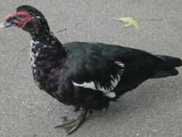 يوم امتحان ما بعد ما نزلت من البيت لقيت ولد صغير فتوكتوك وبيهدهد بطة على رجله
ولقيته بيطلعهالي كدا يعني بصي معايا بطة ازاي
أنا التبلد اللي كنت فيه وقتها خلاني أكمل طريقي من دون اكتراث
بس موقف زي دا حاليًا كفاية جدًا ينسيني ثلاثة أرباع اللي ذاكرته ويقعد مكانه يتحنجل ويتمنجل فدماغي