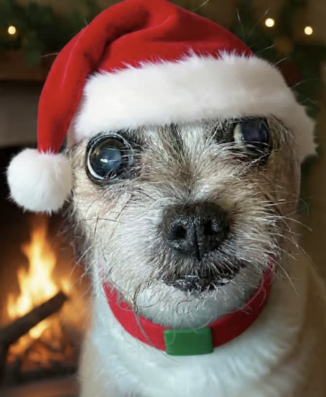 chicathechih's tweet image. Fur coat, Santa hat—let the howl‑iday shenanigans begin! ~ Delilah
#Dog #DogsofChristmas #TaterTotSquad #Dogs #sundaymotivation #sundayvibes