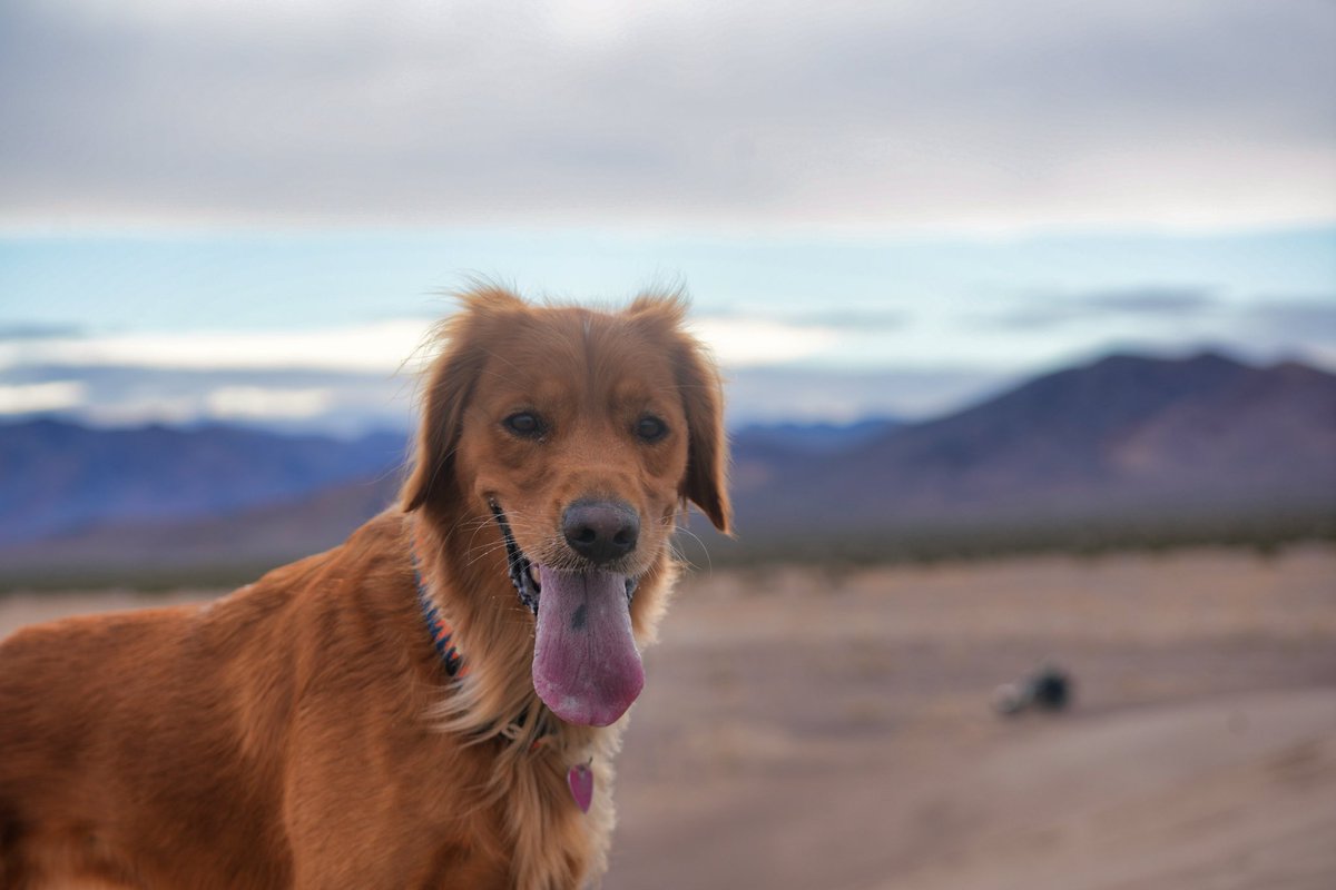 MagaTheGolden's tweet photo. A lot of humans think the desert is just empty, but trust me, it’s full of life. I see wild horses all the time, and there are so many that even the humans in charge have to keep an eye on them. Donkeys and mules wander everywhere too. And coyotes? They’re like ants out here. If you bring a little dog like me on a hike, keep us close, because those guys are always watching.