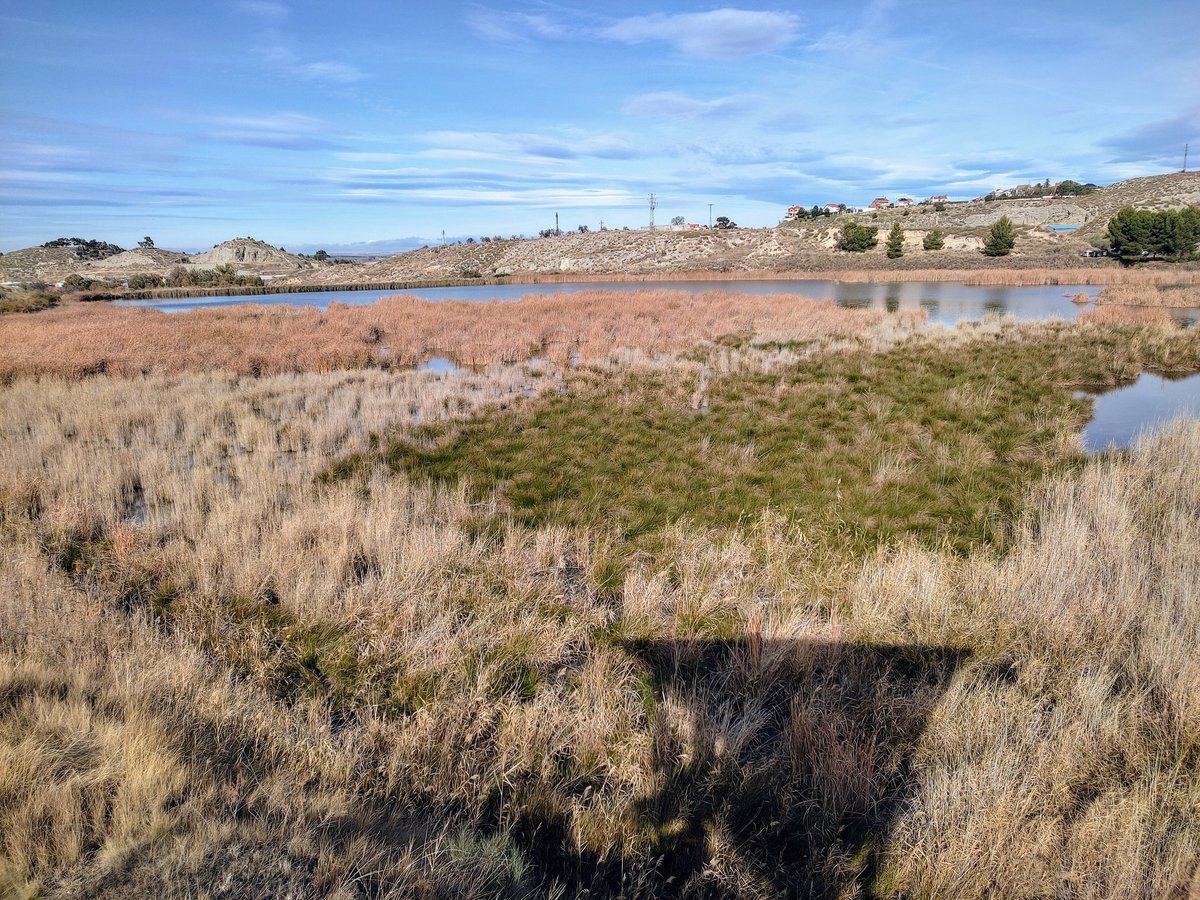 ValverdeAI's tweet photo. Una mañana de aprendizaje sobre la flora y fauna presente en la Reserva Natural El Regajal-Mar de Ontígola en #Aranjuez, organizada por @CENTROCAMPILLO https://t.co/yKwJRMPf7a