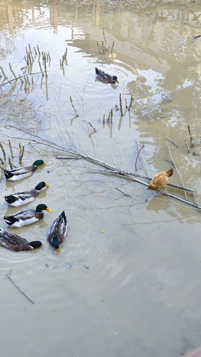鸡鸭同湖🤔
