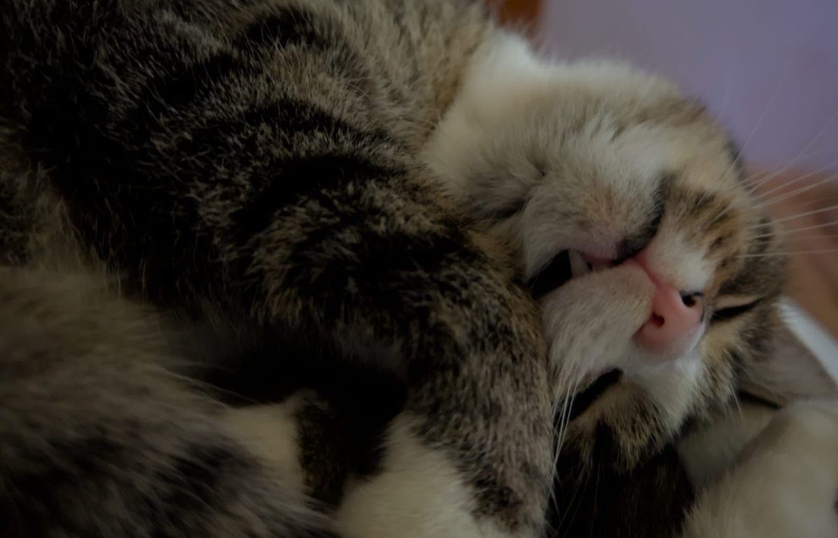 vi (@viesuess) on Twitter photo 