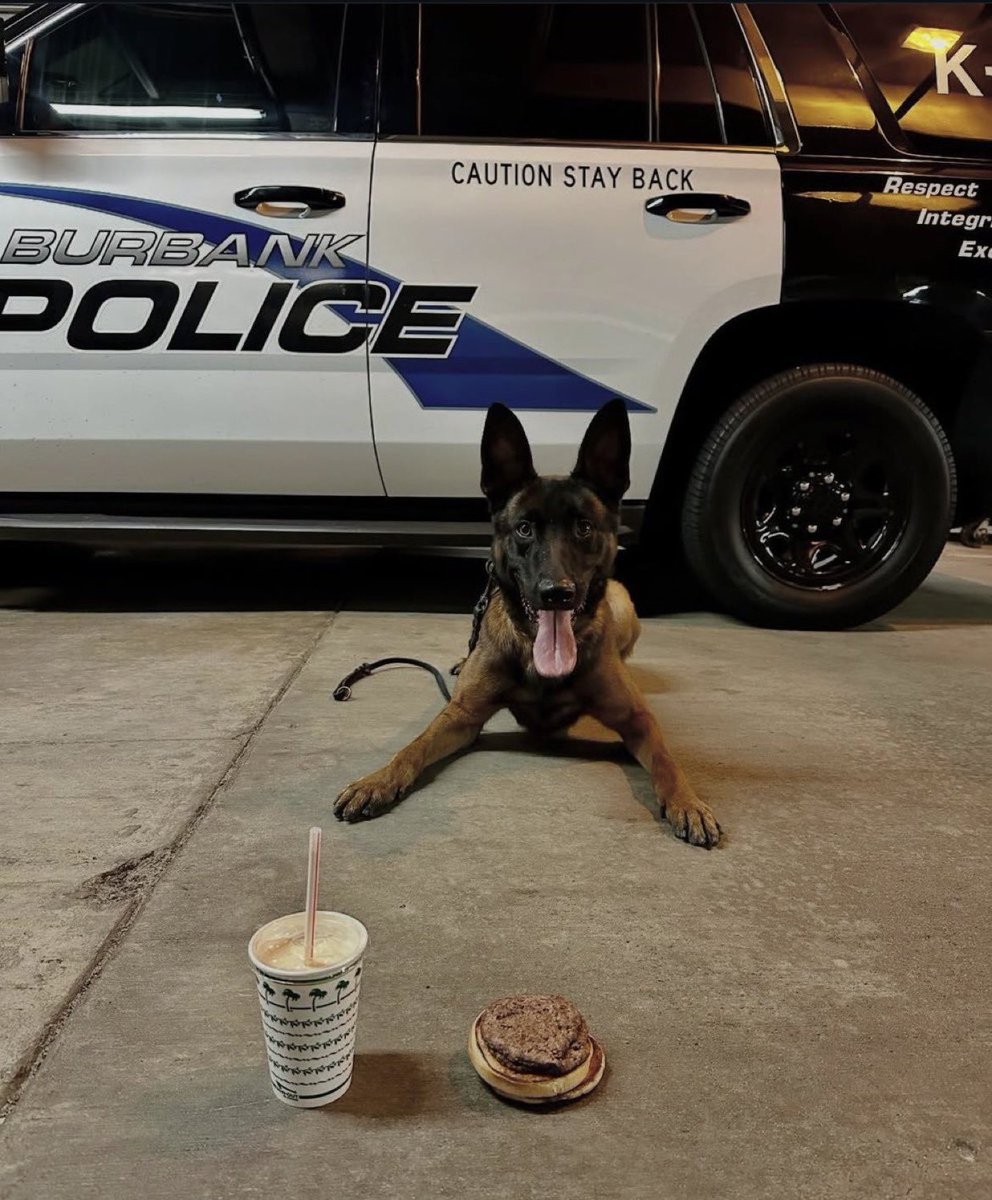 OC_Scanner's tweet image. BREAKING 🚨🚨

#Burbank / #California

Burbank PD K9 Spike was shot and killed last night while searching for an armed suspect who fled from a traffic stop. That suspect was later killed by officers

My condolences to @BurbankPD and K9 Spike’s handler and family

Spike celebrated