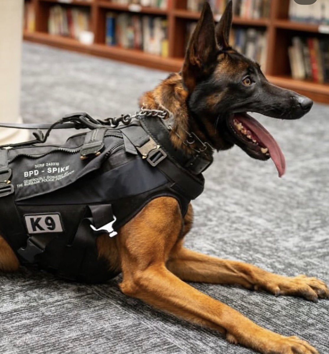 OC_Scanner's tweet image. BREAKING 🚨🚨

#Burbank / #California

Burbank PD K9 Spike was shot and killed last night while searching for an armed suspect who fled from a traffic stop. That suspect was later killed by officers

My condolences to @BurbankPD and K9 Spike’s handler and family

Spike celebrated