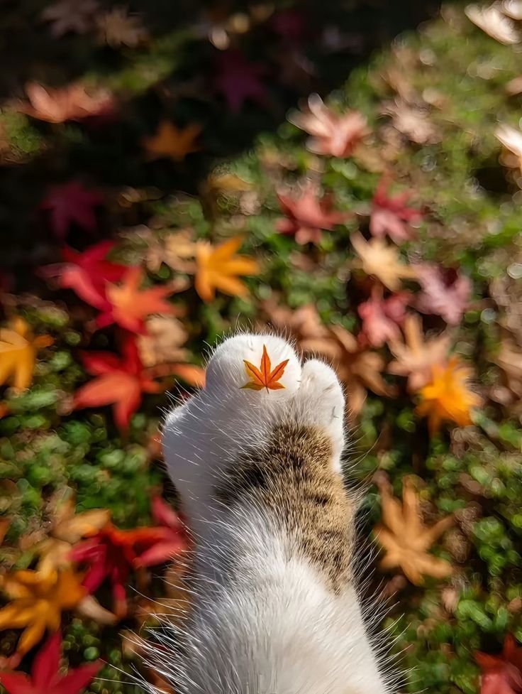 TheCatsX's tweet image. 