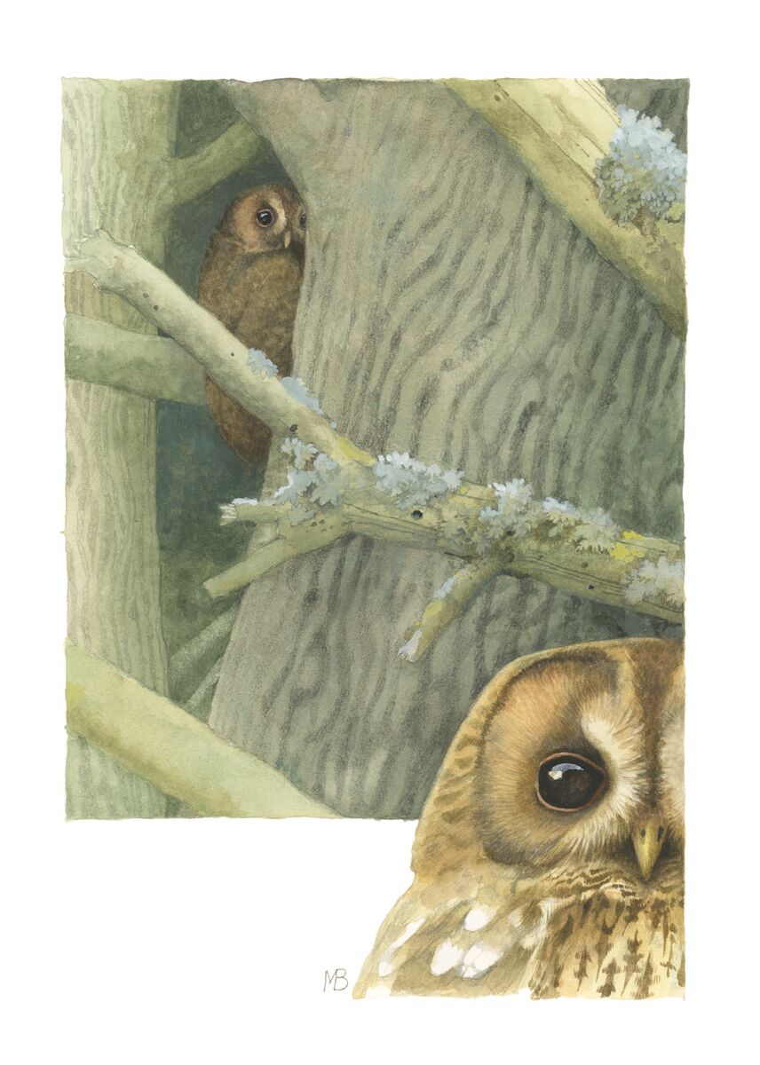 "When the owl sings, the night is silent.” – Charles de Leusse

Art: Owls Around The House wildwings.com/collections/ma…