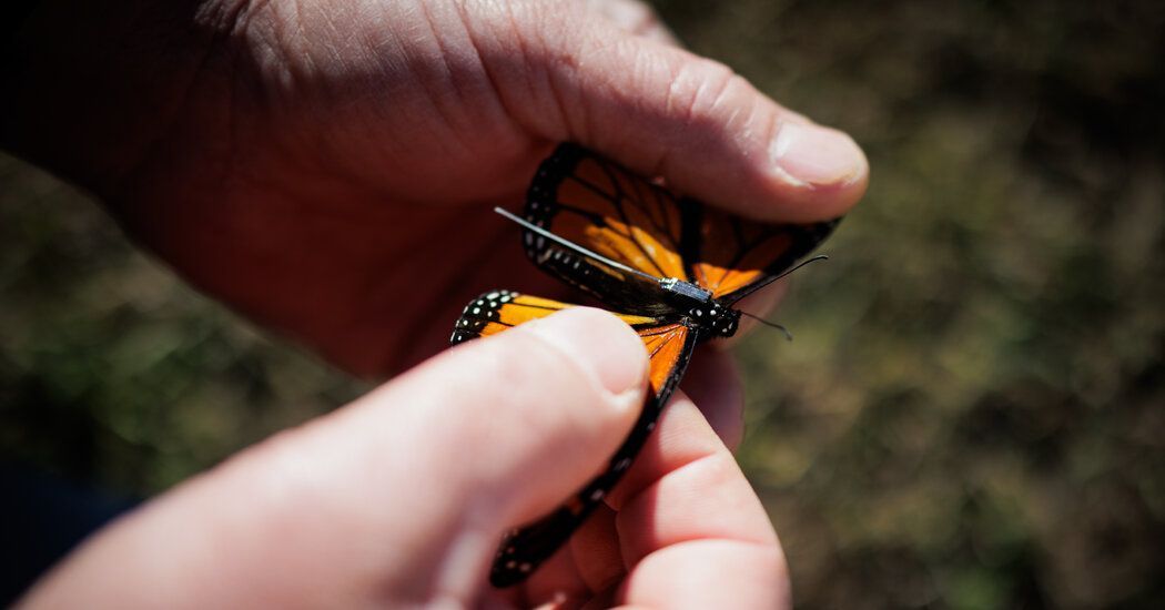 nyu_journalism's tweet photo. For @nytimes, Professor @danfagin reported on the novel scientific tracking of monarch butterfly migration. 

https://t.co/UxzlnCAwN1 https://t.co/XQMUAsxxDw