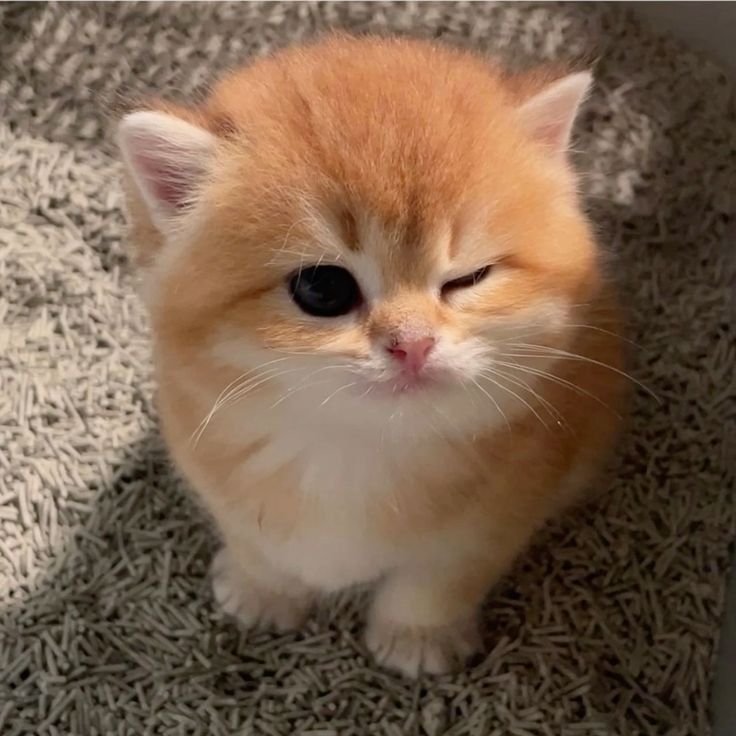 Catsillyness's tweet image. *wink*