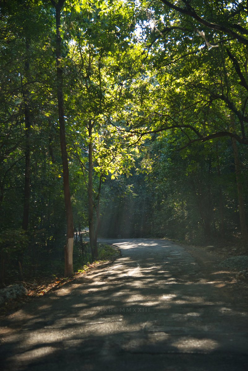 chauchaubhath's tweet image. Bright here, dark there.
Nature draws her rangoli, ere.
Lends succour, catches the eye.
Makes the drive pleasant, aye? 

#Shade