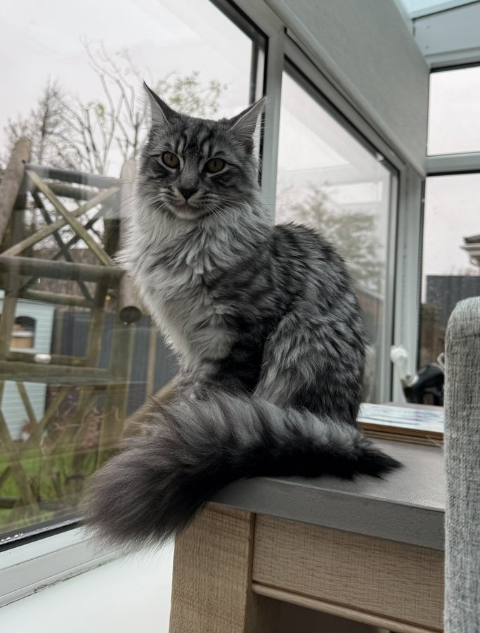 Susan's #CatOfTheDay is Jasper. Thank you @suzdavies13 for sharing