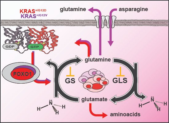 alesposito75's tweet image. Are you interested in oncogenic #KRAS and #metabolism? Our latest study reveals how specific KRAS G12D and G12V alleles rewire #glutamine and #nitrogen metabolism in #colorectalcancer through a #FOXO1-dependent pathway.

embopress.org/doi/full/10.10…