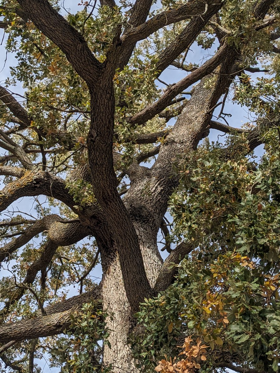 jmartinperiflu's tweet image. Un día por las alturas y los olivos alrededor. 🫒
Y un árbol centenario que nos acompaña.
Viva España 🫡🇪🇦 
#Olivos #España #Granada #Tranquilidad