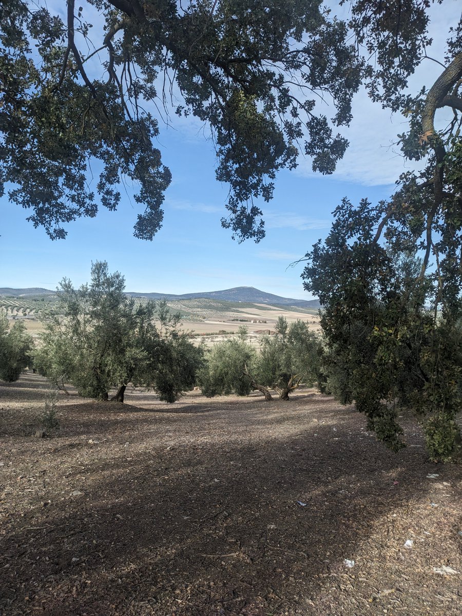 jmartinperiflu's tweet image. Un día por las alturas y los olivos alrededor. 🫒
Y un árbol centenario que nos acompaña.
Viva España 🫡🇪🇦 
#Olivos #España #Granada #Tranquilidad