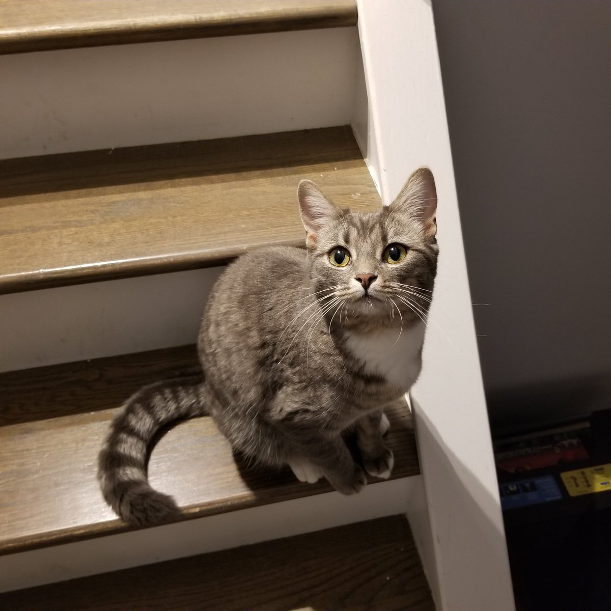 🦈 Mako Shark tweet media