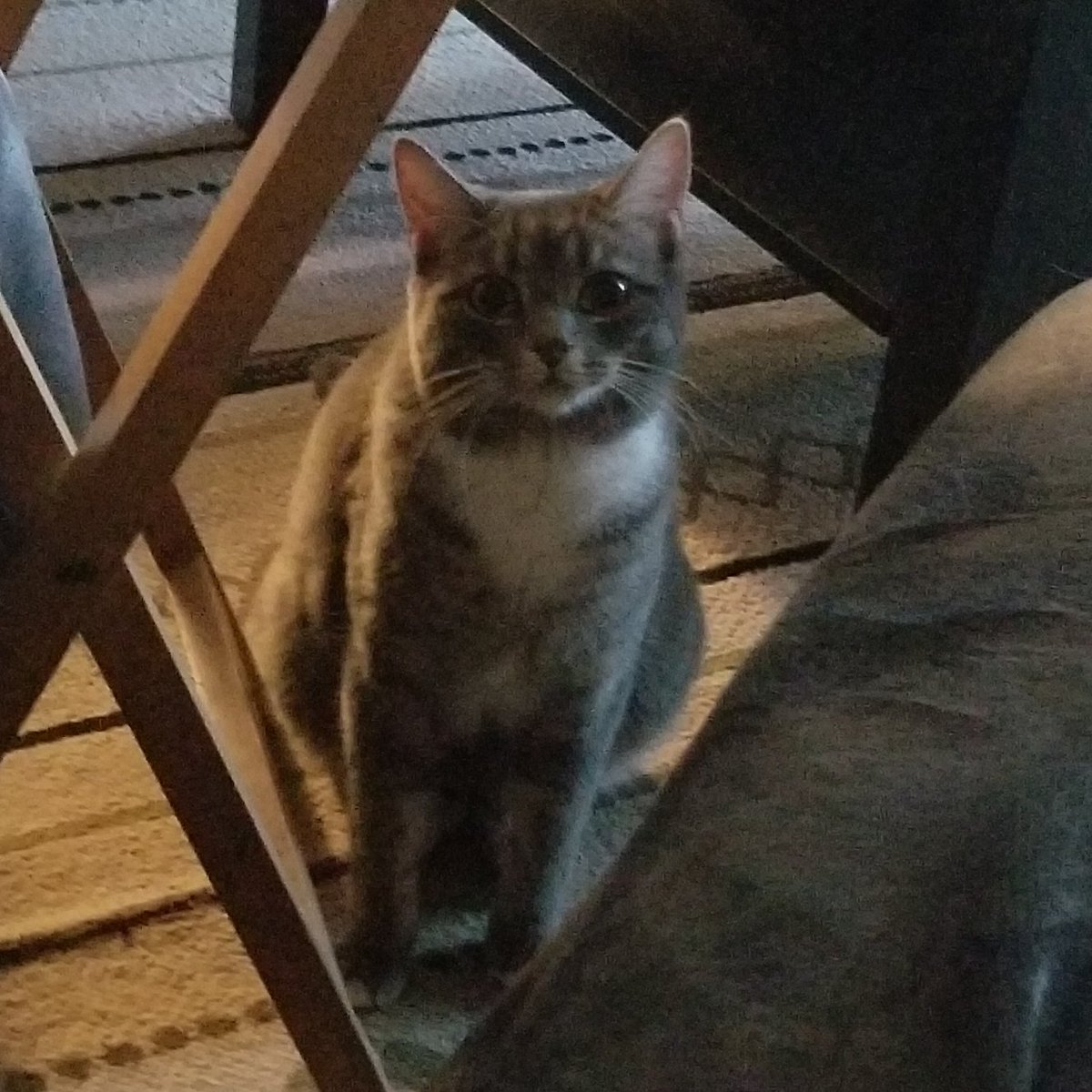 🦈 Mako Shark tweet media