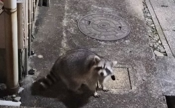 あらいぐママ⭐︎ アライグマ