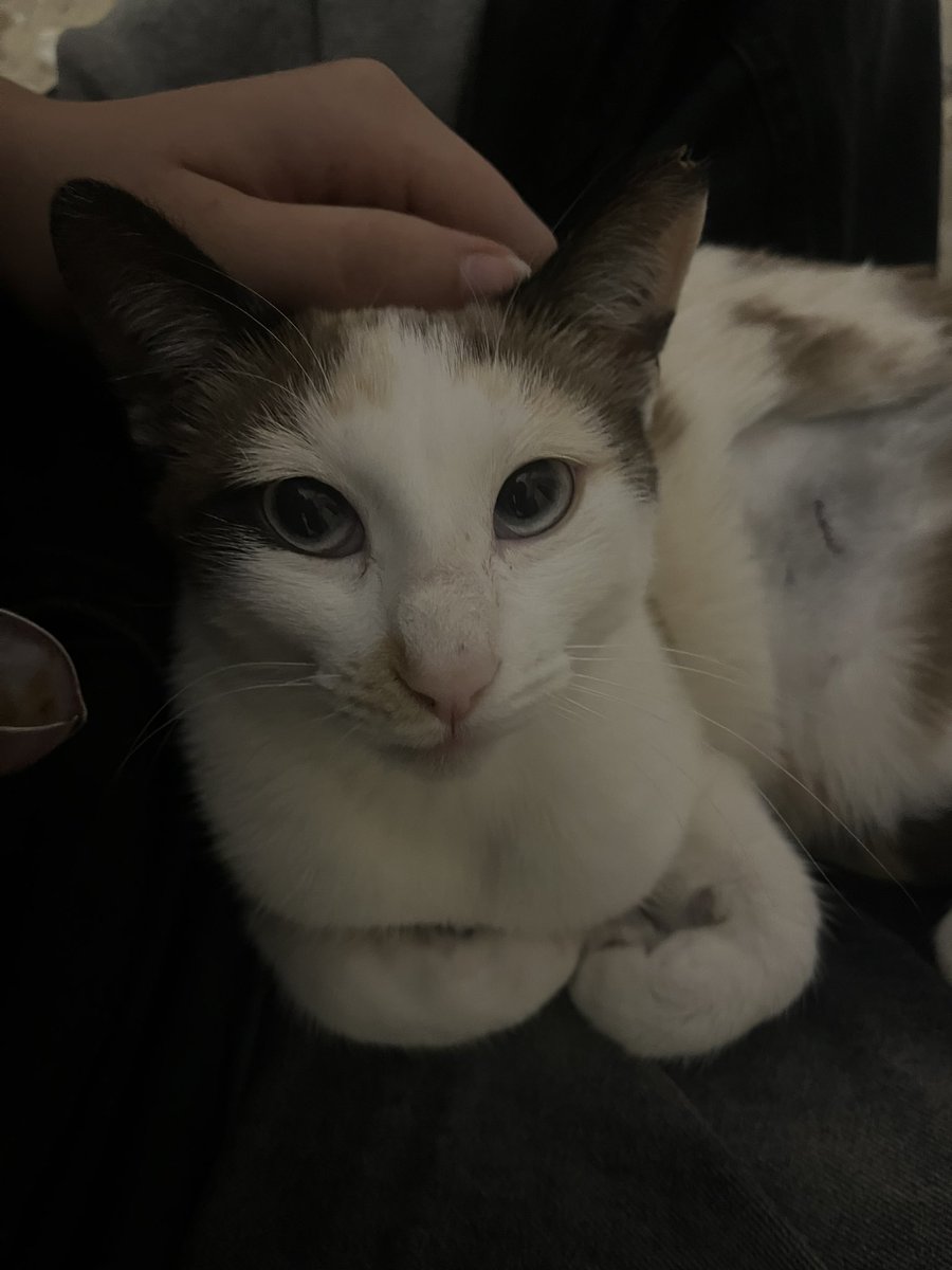 mirad a nuestra gatita :3 dios q la amo