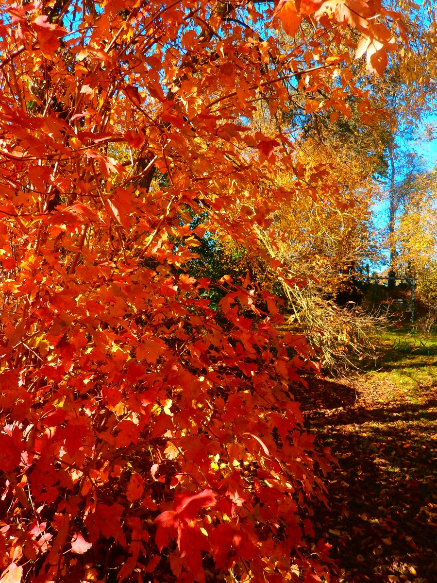 🍁🍂 📸 🍂🍁