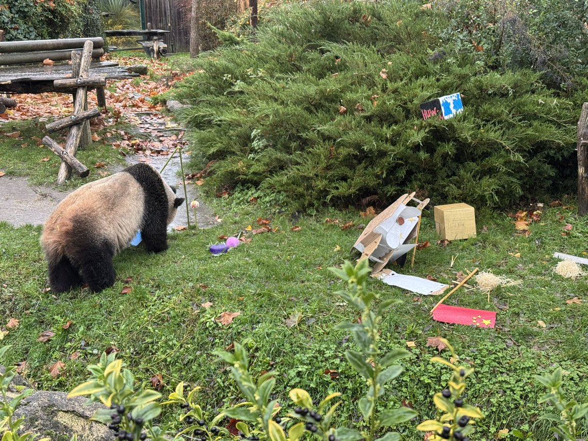 pandas_fr's tweet image. 🐼🐼 🇫🇷🔜🇨🇳 Goûter d’adieu pour la femelle #HuanHuan (#欢欢) ce dimanche 23 novembre @zoobeauval. Elle va quitter, ainsi que le mâle Yuan Zi, #Beauval mardi prochain. 
#départpandasbeauval
📸©️ Jérôme POUILLE
Retrouvez toutes les infos sur ce départ ici ⤵️
panda.fr/depart-prochai…