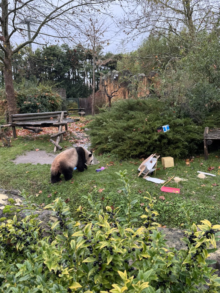 pandas_fr's tweet image. 🐼🐼 🇫🇷🔜🇨🇳 Goûter d’adieu pour la femelle #HuanHuan (#欢欢) ce dimanche 23 novembre @zoobeauval. Elle va quitter, ainsi que le mâle Yuan Zi, #Beauval mardi prochain. 
#départpandasbeauval
📸©️ Jérôme POUILLE
Retrouvez toutes les infos sur ce départ ici ⤵️
panda.fr/depart-prochai…