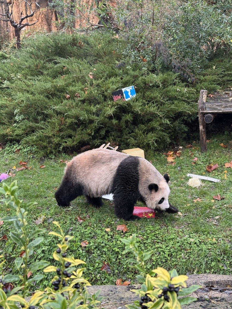 pandas_fr's tweet image. 🐼🐼 🇫🇷🔜🇨🇳 Goûter d’adieu pour la femelle #HuanHuan (#欢欢) ce dimanche 23 novembre @zoobeauval. Elle va quitter, ainsi que le mâle Yuan Zi, #Beauval mardi prochain. 
#départpandasbeauval
📸©️ Jérôme POUILLE
Retrouvez toutes les infos sur ce départ ici ⤵️
panda.fr/depart-prochai…