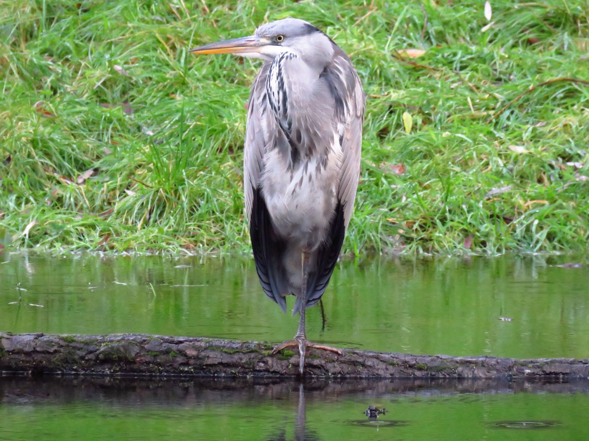 A day of heavy showers/hail still got out carr mill area St Helens <a href="/sthelensbirds/">St Helens Birds</a> #loveukweather #tawnyowl #heron