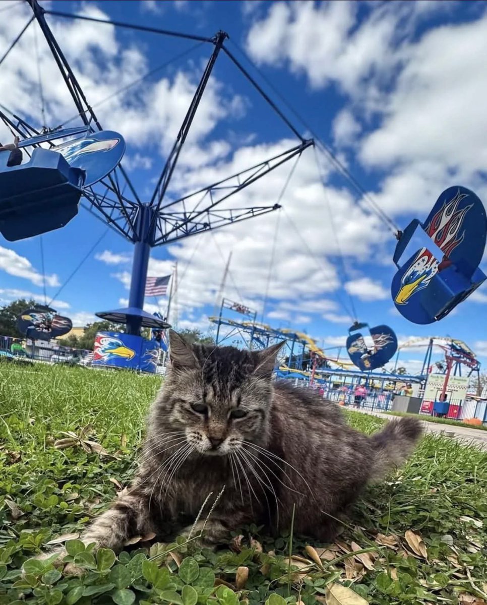 kingdakev's tweet image. Sad news out of Fun Spot Kissimmee as there are reports that Bumper, aka the Fun Spot Kitty has passed away.  RIP Bumper, you’ll be greatly missed! #funspot #bumper #cat #themepark #amusementpark