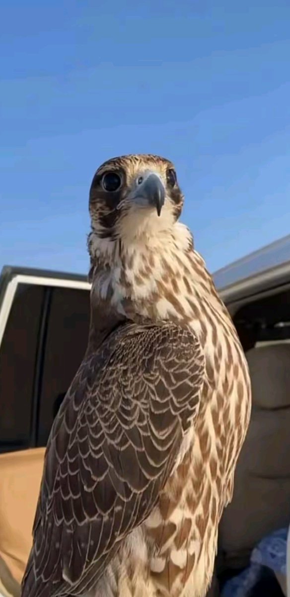 من يحب الخيل يطرب بالصهيل
 ومن يحب الصقر قايد مايقاد.