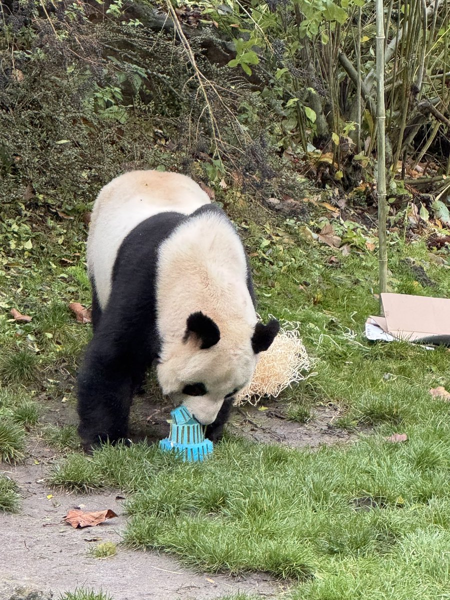 pandas_fr's tweet image. 🐼🐼 🇫🇷🔜🇨🇳 Le mâle #YuanZi (#园子) pour son goûter d’adieu ce dimanche 23 novembre. Il va quitter @zoobeauval mardi 25 novembre prochain.  #DépartPandasBeauval

📸 ©️ Jérôme POUILLE

 Retrouvez toutes les infos sur ce départ ici ⤵️
panda.fr/depart-prochai…