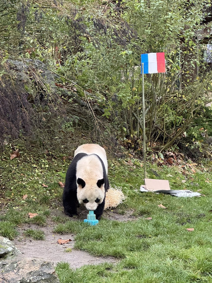 pandas_fr's tweet image. 🐼🐼 🇫🇷🔜🇨🇳 Le mâle #YuanZi (#园子) pour son goûter d’adieu ce dimanche 23 novembre. Il va quitter @zoobeauval mardi 25 novembre prochain.  #DépartPandasBeauval

📸 ©️ Jérôme POUILLE

 Retrouvez toutes les infos sur ce départ ici ⤵️
panda.fr/depart-prochai…