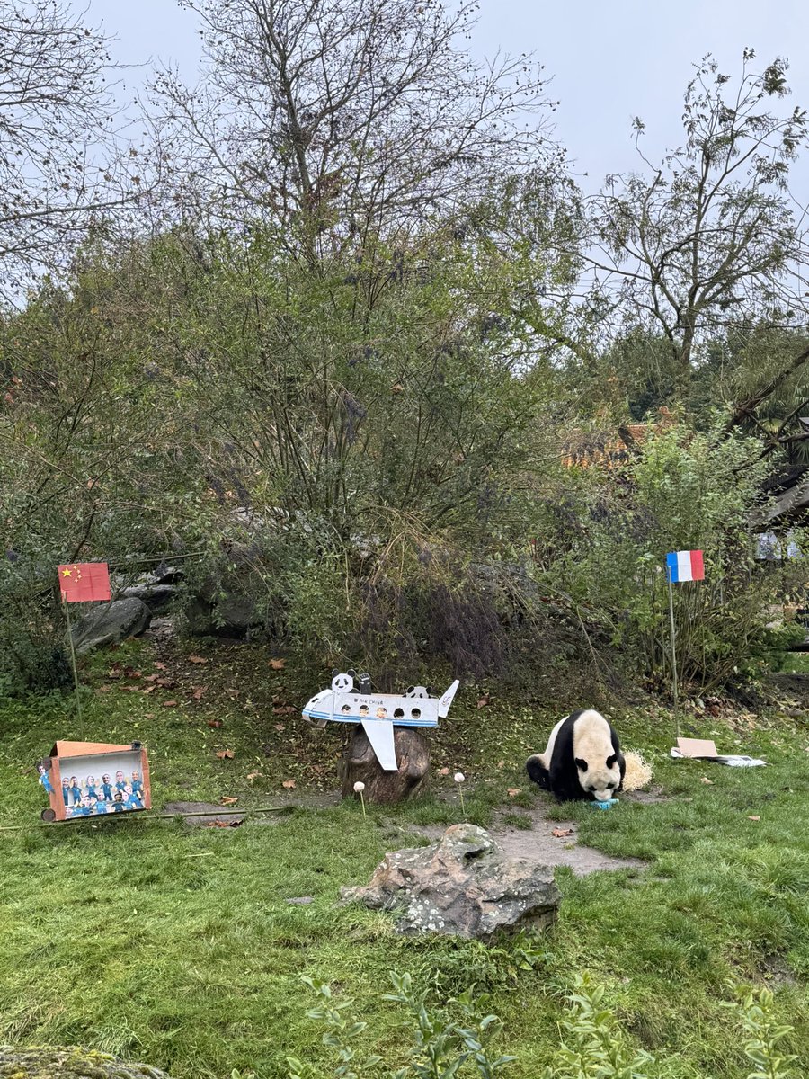 pandas_fr's tweet image. 🐼🐼 🇫🇷🔜🇨🇳 Le mâle #YuanZi (#园子) pour son goûter d’adieu ce dimanche 23 novembre. Il va quitter @zoobeauval mardi 25 novembre prochain.  #DépartPandasBeauval

📸 ©️ Jérôme POUILLE

 Retrouvez toutes les infos sur ce départ ici ⤵️
panda.fr/depart-prochai…