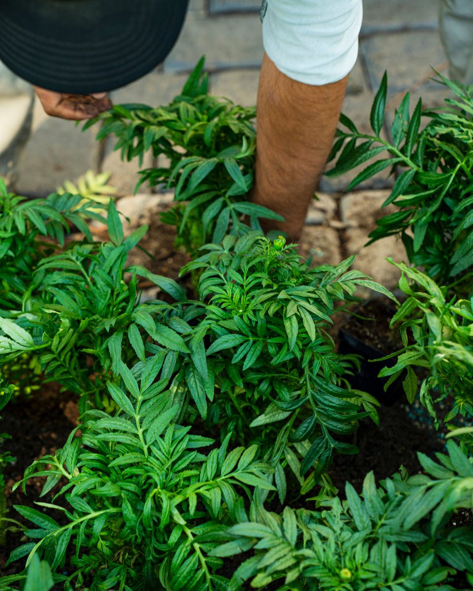 🌱 We don’t just install and leave. We elevate, maintain, and protect — because your lawn is a Hogue Landscape lawn, and that means something.

#HoustonLandscaping #LandscapeDesign #HoustonHomes #CurbAppeal