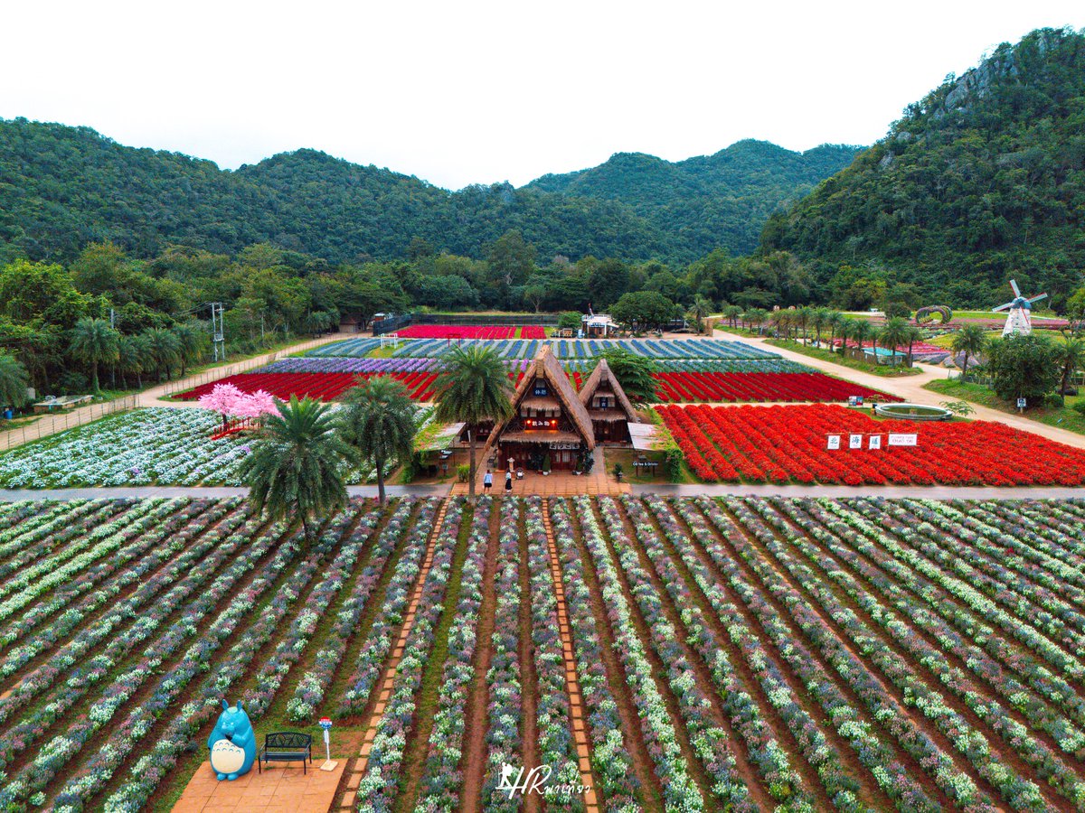 TaaSaparot's tweet image. Hokkaido Flower Park, PakChong 
#KhaoYai #Thailand