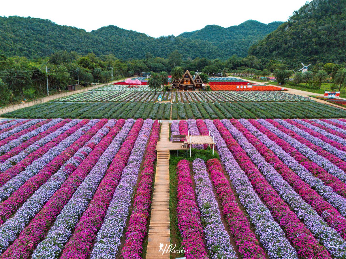 TaaSaparot's tweet image. Hokkaido Flower Park, PakChong 
#KhaoYai #Thailand