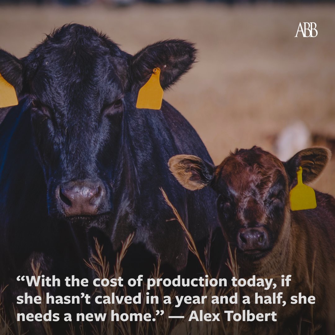 Angus Beef Bulletin Team tweet media