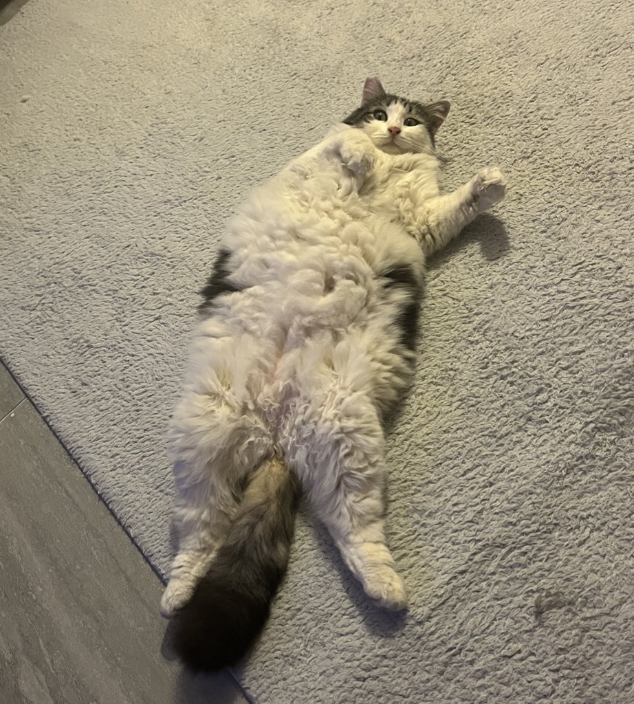 bir bucuk subar dagi kedi