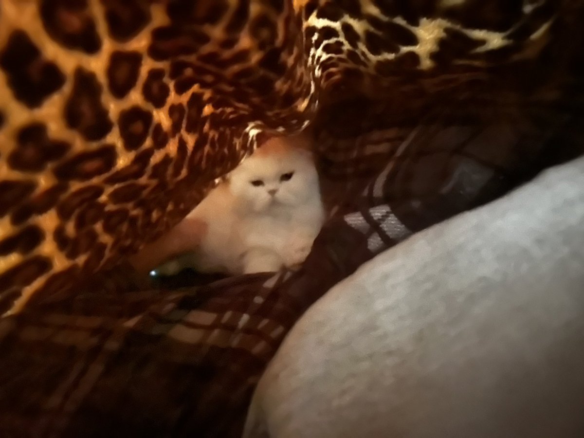 d1v1n3yay's tweet image. i love to be under the blanket :)