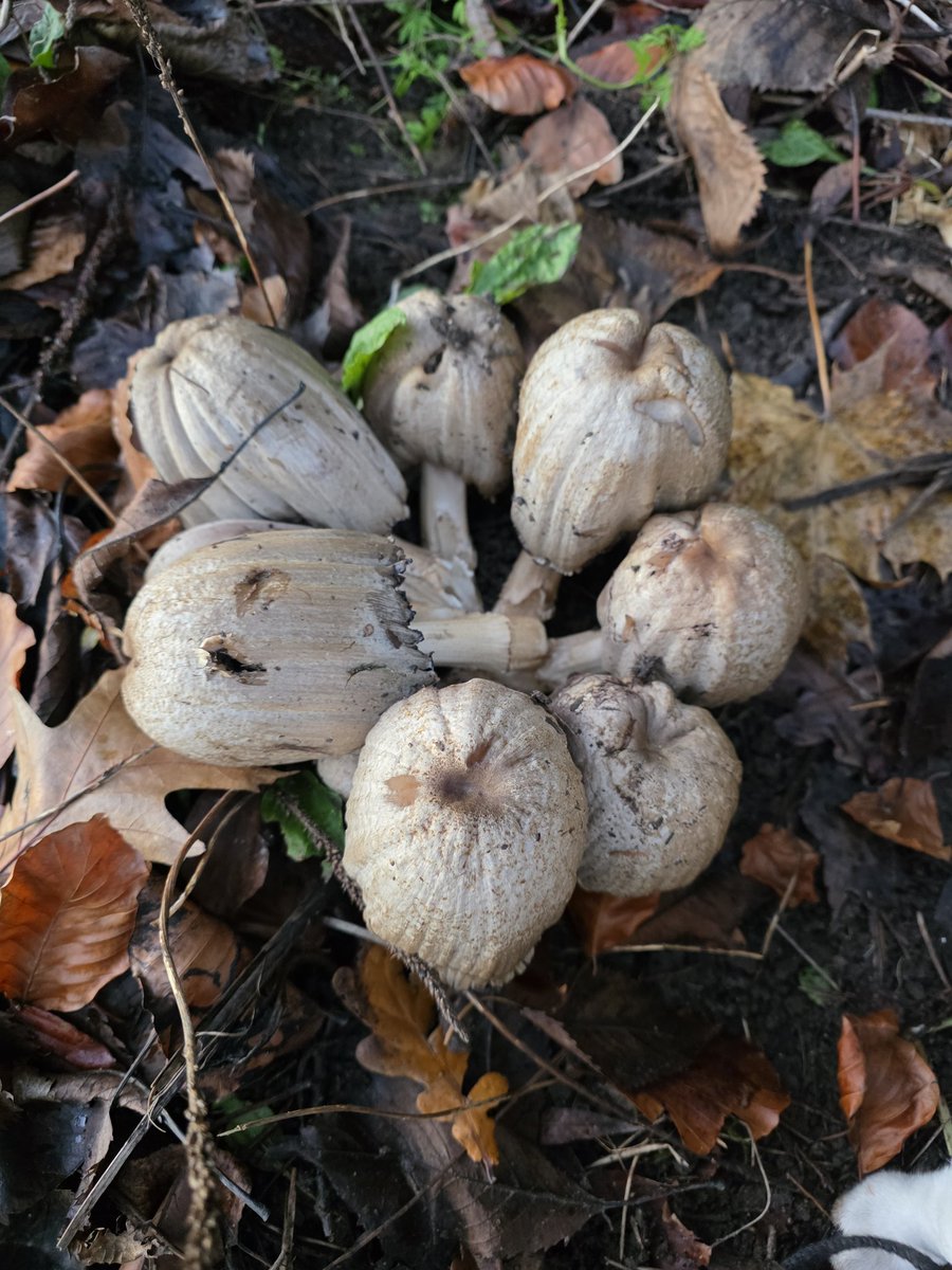 respecting nature tweet media