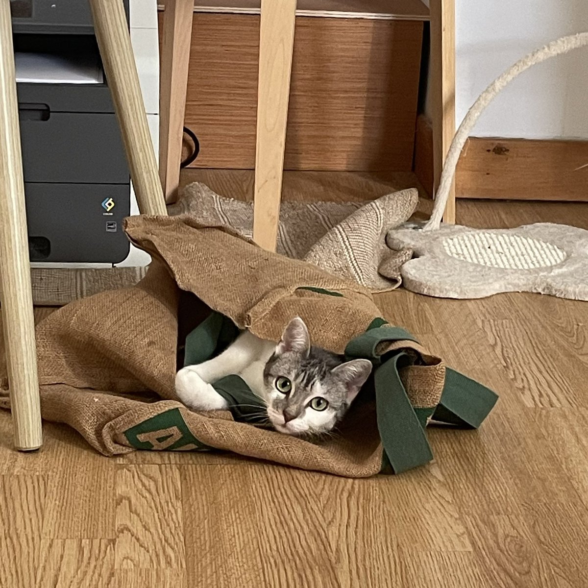 pimentsquelette's tweet image. #LGBTQIANovemberHaters